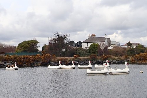 Photo 12x8 pedalo swans - photo, in