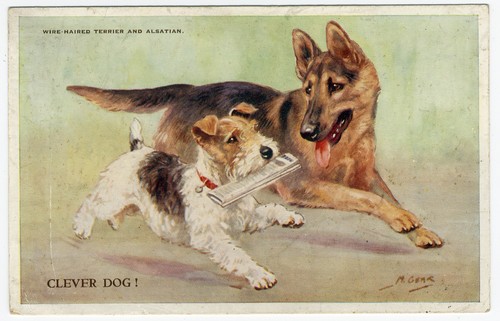 German shepherd wire fox - german,