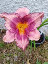 Hemerocallis  - Daylily - Edge