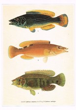 Cuckoo & Corkwing Wrasse Vintage Fish Print W. von Wright Picture 1990 CNHPF#121