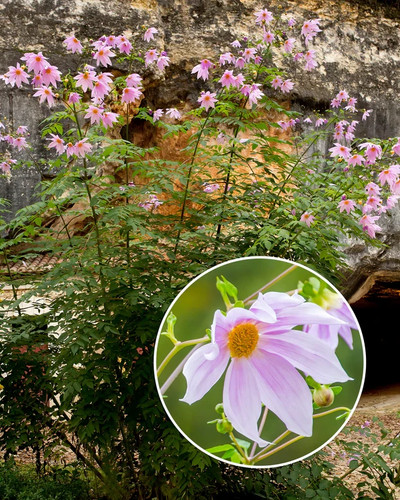 Dahlia imperialis tuber - dahlia, -tree