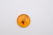 Amber Fossil Insect