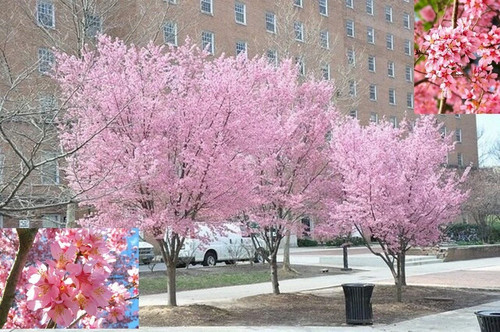 Flowering cherry blossom - 2x,