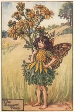 Ragwort Fairy by Cicely Mary