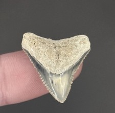 Prehistoric Bull Shark Tooth