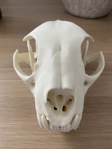 Replica lynx skull 3d - skull,
