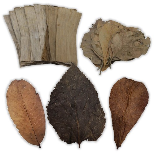 Catappa mulberry banana teak - mulberry,
