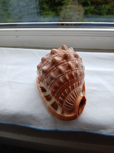 Conch cameo shell - 5", 3"