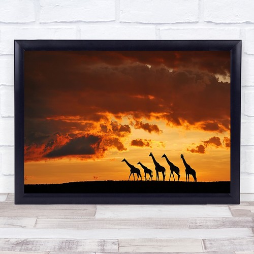 Five giraffes nature animal - giraffes,