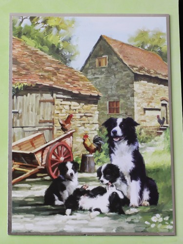 Border collie dogs puppies - dogs,