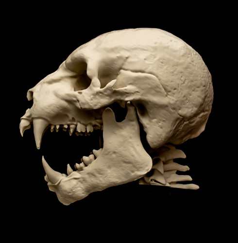 Werewolf skull replica - skull,