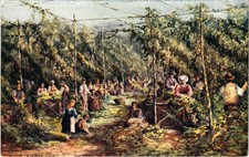 PC KENT HOP PICKING WORKERS