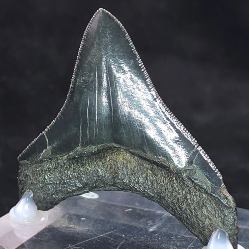 Megalodon tooth 178g - megalodon, –