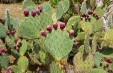 EDIBLE CACTUS SEEDS OPUNTIA PRICKLY PEAR  EXOTIC MEDITERRANEAN PERENNIAL GIANT 