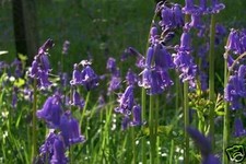 English bluebell wild - english,