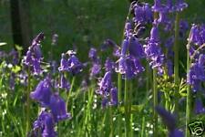 ENGLISH BLUEBELL WILD FLOWER (LATEST HARVEST) 200 SEEDS