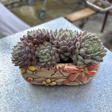 Echeveria Tarantula In The
