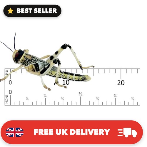 Live locusts small - locusts, size