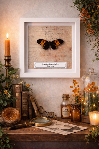 Clearwing hypothyris - clearwing,, (hypothyris