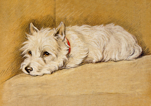 West highland white terrier - highland,