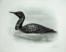 Old Antique Print 1908 Great Northern Diver Colymbus Glacialis Male Bird 20th