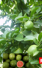 20 SEEDS for GREEN/RED CENTER