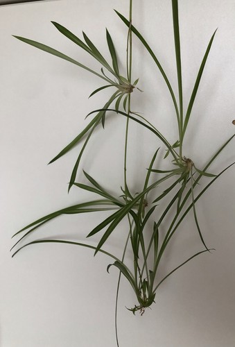 Hawaiian spider solid - 🌿hawaiian,