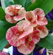 Sedthee Rama 2  Crown Of