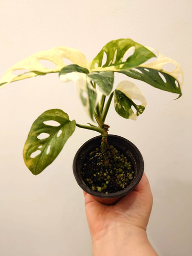 Rare monstera adansonii albo - rare,