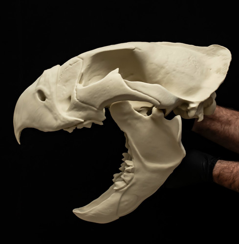 Griffin skull replica fantasy - skull,