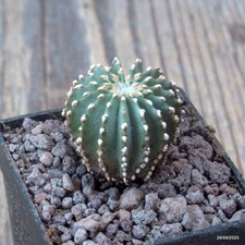 D6682 GEOHINTONIA MEXICANA pot5-H3-W2,5 cm MaMa Cactus