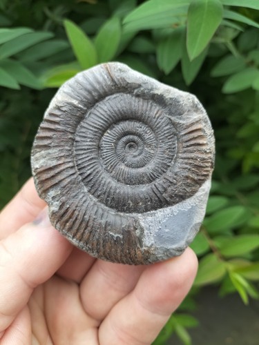 Dactylioceras ammonite -  dactylioceras,
