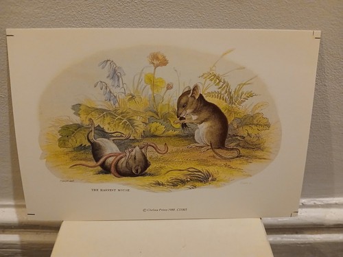 Animals chelsea prints - ,
