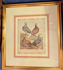 Antique Cassell's Pigeon Book Chromolithograph Print  'Show & Flying Antwerps'