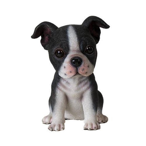 Adorable seated boston terrier - boston,
