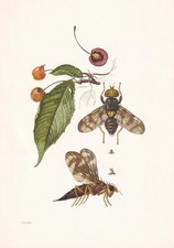 1960 CHERRY FRUIT FLY Print - Vintage Insect Wall Art - 7.5 x 10.6 Inches