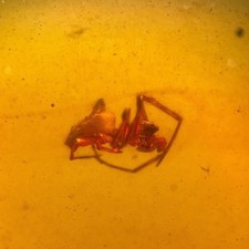 SPIDER in Burmese / Burmite