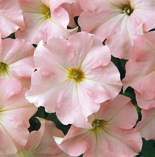 Flower petunia express - flower,
