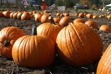 PUMPKIN  HOWDEN   25 SEEDS