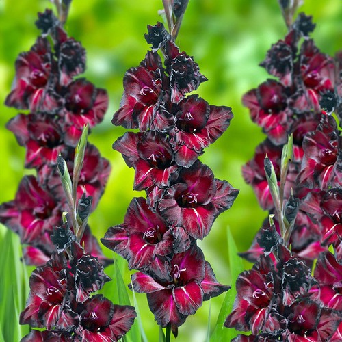 Black star gladioli - 20,