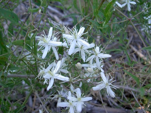 Seeds clematis flammula - seeds, of