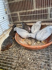 ?❎12 Chinese Painted Quail (not live) ❇️ 4 Extra ❇️ Free Shipping ✅