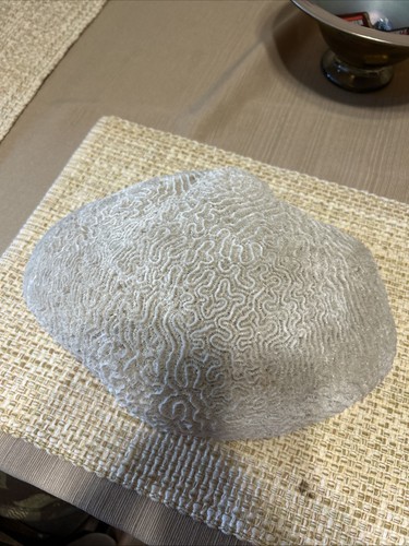 Large vintage brain coral - large,