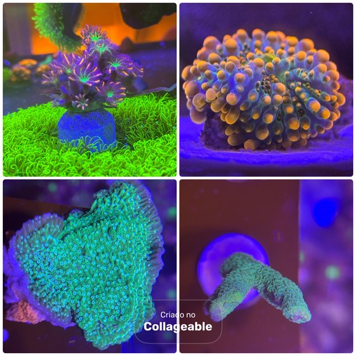 Aquarium plants - aquarium,