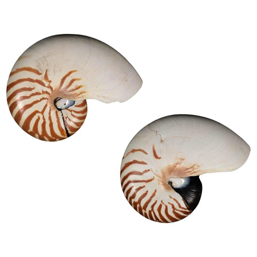 Pair natural striped - pair,