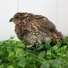 Georgia Giant Quail Hatching
