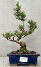 Japanese White Pine Bonsai Tree - B2U950