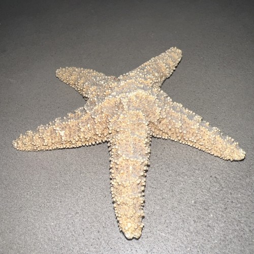 Natural dried starfish - natural,