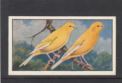 1930 hyde bird - bird, seed