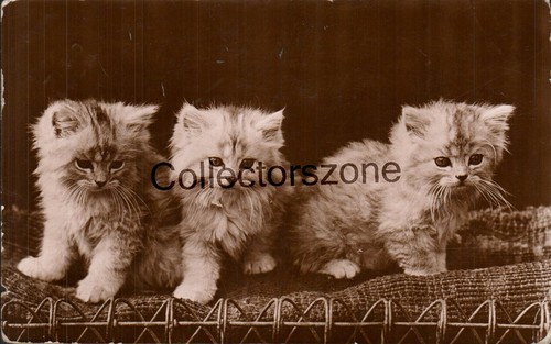 1914 cats fluffy - 1914,